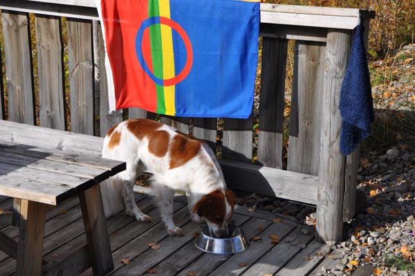 Die Lapplandflagge ist immer dabei, genau wie Kromfohrländer Candy