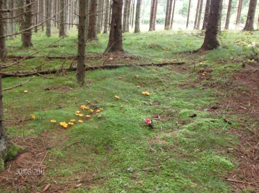 kantareller i hela skogen