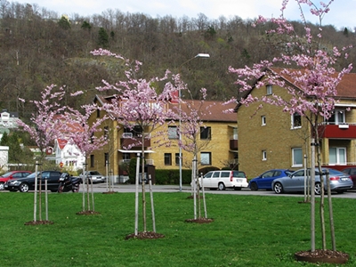 Kirschblueten3.JPG