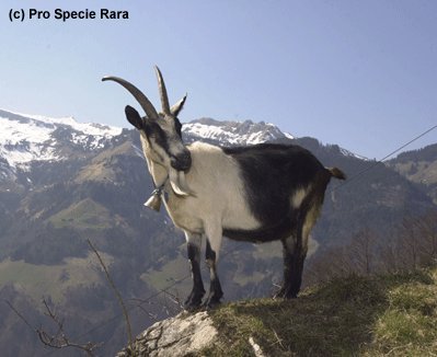 pfauenziege.jpg