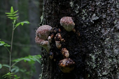 Foto1.JPG