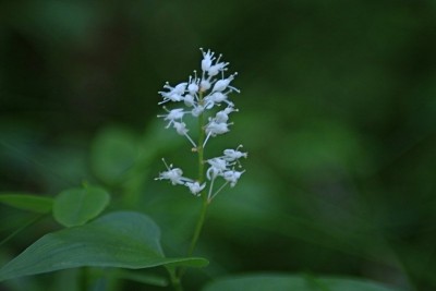 Foto1a.JPG