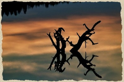 Spiegelwurzel im Abendlicht.jpg