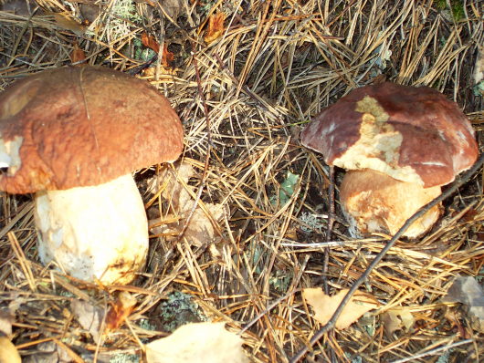g.465904.jpg